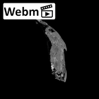 SK 839 Paranthropus robustus partial maxilla ct stack movie