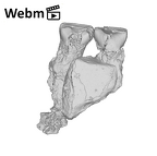 SK 839 Paranthropus robustus partial maxilla ply movie