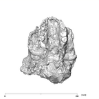 SK 83 Paranthropus robustus cranium inferior