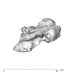 SK 83 Paranthropus robustus cranium lateral left