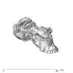 SK 83 Paranthropus robustus cranium lateral right
