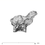 SK 83 Paranthropus robustus cranium posterior