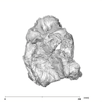 SK 83 Paranthropus robustus cranium superior