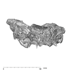 SK 83 Paranthropus robustus temporals anterior