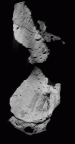 SK 83 Paranthropus robustus temporals gif
