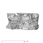 SK 83 Paranthropus robustus temporals inferior