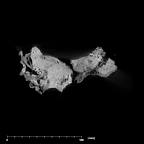 SK 83 Paranthropus robustus temporals internal