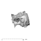 SK 83 Paranthropus robustus temporals lateral left