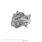SK 83 Paranthropus robustus temporals lateral right