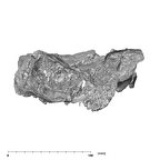 SK 83 Paranthropus robustus temporals posterior