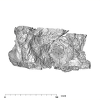 SK 83 Paranthropus robustus temporals superior