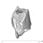 SK 841a Paranthropus robustus partial mandible apical