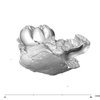 SK 841a Paranthropus robustus partial mandible buccal