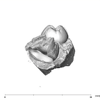 SK 841a Paranthropus robustus partial mandible distal