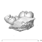 SK 841a Paranthropus robustus partial mandible lingual