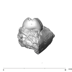 SK 841a Paranthropus robustus partial mandible mesial