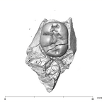 SK 841a Paranthropus robustus partial mandible occlusal