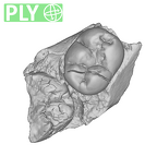 SK 841a Paranthropus robustus partial mandible ply