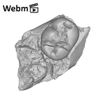 SK 841a Paranthropus robustus partial mandible ply movie