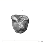 SK 841b Paranthropus robustus LLM3 apical