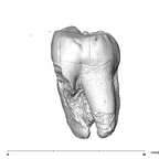 SK 841b Paranthropus robustus LLM3 buccal