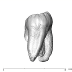 SK 841b Paranthropus robustus LLM3 distal
