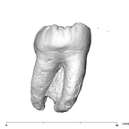 SK 841b Paranthropus robustus LLM3 lingual