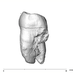 SK 841b Paranthropus robustus LLM3 mesial