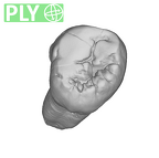 SK 841b Paranthropus robustus LLM3 ply