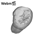 SK 841b Paranthropus robustus LLM3 ply movie