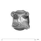 SK 842 Paranthropus robustus LLDM2 apical