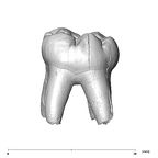 SK 842 Paranthropus robustus LLDM2 buccal