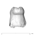 SK 842 Paranthropus robustus LLDM2 distal