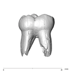 SK 842 Paranthropus robustus LLDM2 lingual