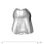 SK 842 Paranthropus robustus LLDM2 mesial