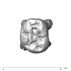 SK 842 Paranthropus robustus LLDM2 occlusal