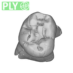 SK 842 Paranthropus robustus LLDM2 ply