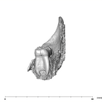 SK 843 Paranthropus robustus partial mandible anterior