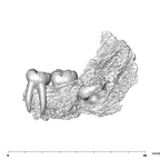 SK 843 Paranthropus robustus partial mandible buccal