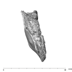 SK 843 Paranthropus robustus partial mandible inferior