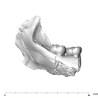 SK 843 Paranthropus robustus partial mandible lingual