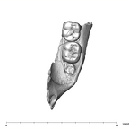 SK 843 Paranthropus robustus partial mandible occlusal