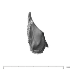 SK 843 Paranthropus robustus partial mandible posterior