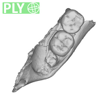 SK 843 Paranthropus robustus partial mandible ply