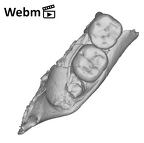 SK 843 Paranthropus robustus partial mandible ply movie