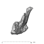 SK 844 Paranthropus robustus partial mandible anterior