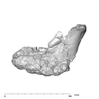 SK 844 Paranthropus robustus partial mandible buccal