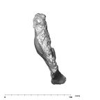 SK 844 Paranthropus robustus partial mandible inferior