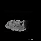SK 844 Paranthropus robustus partial mandible internal