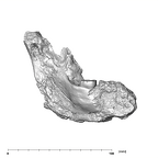 SK 844 Paranthropus robustus partial mandible lingual
